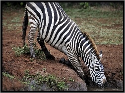 Zebra, Wodopój